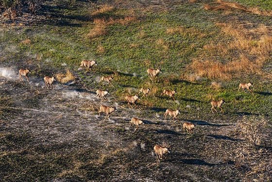 Charles de Gaulle Avenue